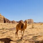 Camello Wadi Rum