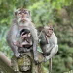 MonkeyForest
