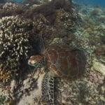 Gili Meno