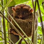 Tarsier