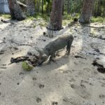 Coco beach port barton