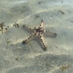 Starfish Island