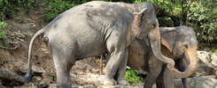 TailandiaElefantes