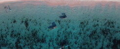 pink beach